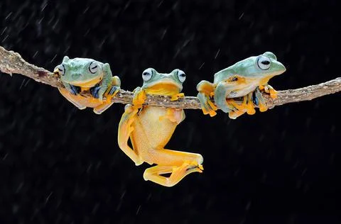 Frog, Tree Frog, Flying Frog, Dumpy Frog, Stock Photos