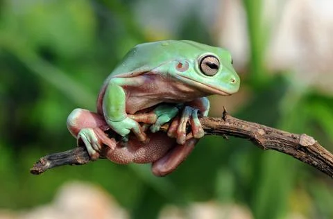 Frog, Tree Frog, Flying Frog, Dumpy Frog, Stock Photos