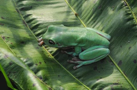 Frog, Tree Frog, Flying Frog, Dumpy Frog, Stock Photos