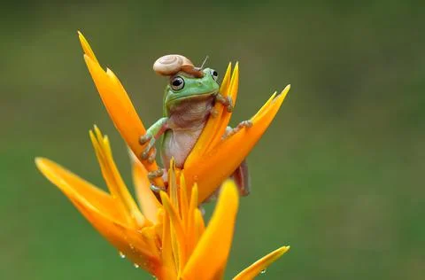 Frog, Tree Frog, Flying Frog, Dumpy Frog, Stock Photos
