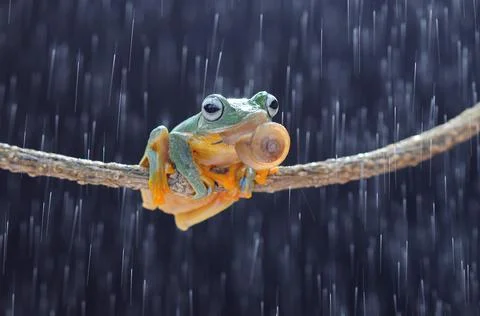 Frog, Tree Frog, Flying Frog, Dumpy Frog, Stock Photos