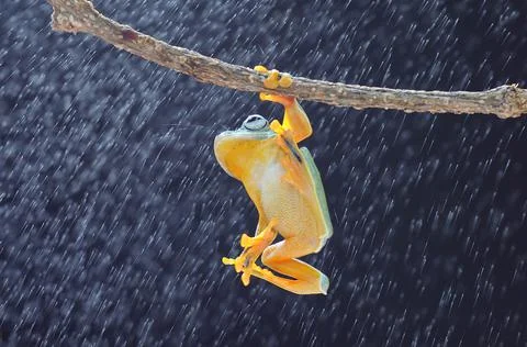 Frog, Tree Frog, Flying Frog, Dumpy Frog, Stock Photos
