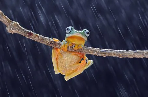 Frog, Tree Frog, Flying Frog, Dumpy Frog, Stock Photos