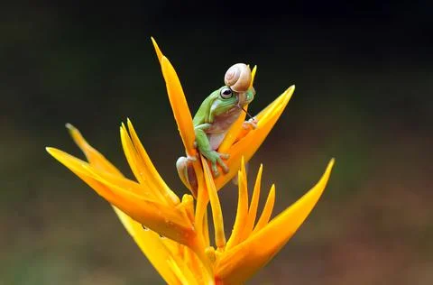 Frog, Tree Frog, Flying Frog, Dumpy Frog, Stock Photos