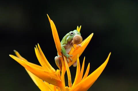 Frog, Tree Frog, Flying Frog, Dumpy Frog, Stock Photos