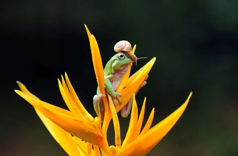 Frog, Tree Frog, Flying Frog, Dumpy Frog, Stock Photos