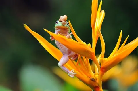 Frog, Tree Frog, Flying Frog, Dumpy Frog, Stock Photos