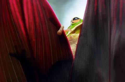 Frog, Tree Frog, Flying Frog, Dumpy Frog, Stock Photos