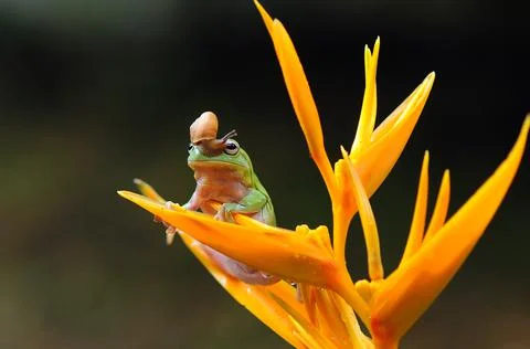 Frog, Tree Frog, Flying Frog, Dumpy Frog, Stock Photos