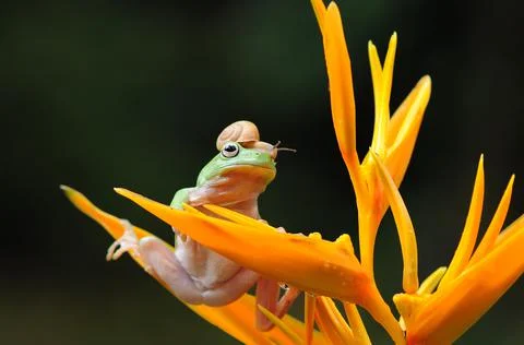 Frog, Tree Frog, Flying Frog, Dumpy Frog, Stock Photos