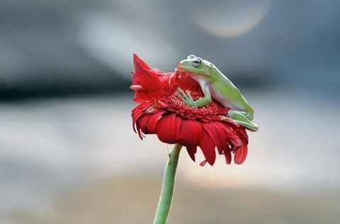 Frog, Tree Frog, Flying Frog, Dumpy Frog, Stock Photos