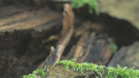 Frog On A Tree Jumps Away Video stock 36838318