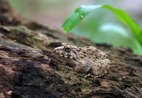 Frog on a tree. Stock Photos