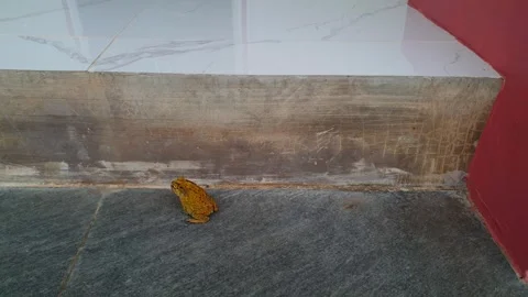 A frog that tries to climb onto the tiled Stock-Footage 291277695