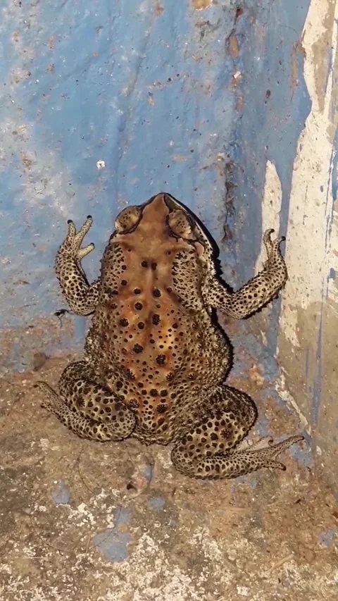 Frog is trying to walking on the wall. Stock Footage 242380890