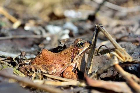 The frog under the sun Stock Photos