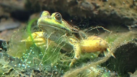 Frog under water bottom of river Stock Footage 79308296