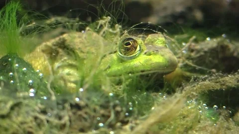 Frog under water bottom of river hiding Stock Footage 79308945