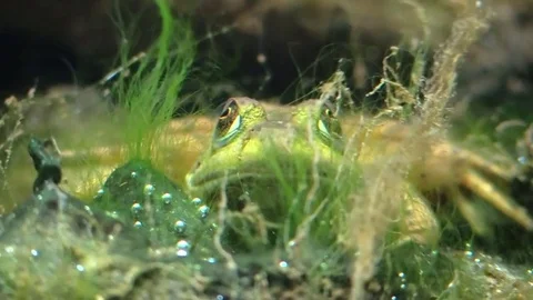 Frog under water bottom of river hiding Stock Footage 79308947