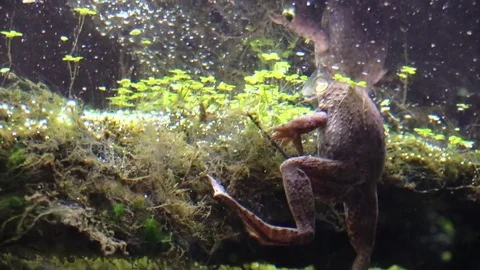 Frog under water clinging to a log Stock Footage 79309378