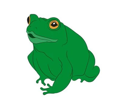 Frog vector illustration, color drawing, vector Stock Illustration