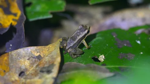 Frog in vegetation Stock Footage 94225004