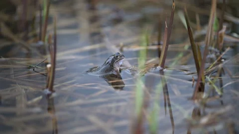 Frog Vocalising Stock Footage 172519655