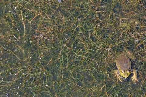 Frog waiting on an insect to catch Foto stock