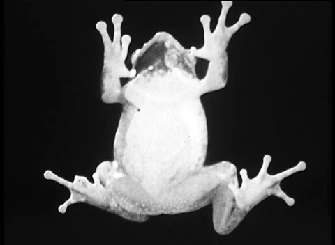 FROG WALKS ACROSS SCREEN (1952) Stock Footage 159124179