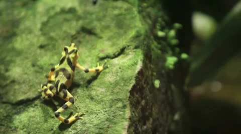 Frog walks up rock Stock Footage 12726473