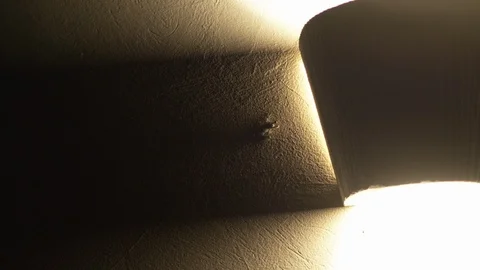 Frog on wall near light 2 Stock Footage 113362814