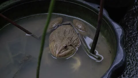 The frog was sitting in the water Stock Footage 135889041