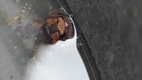 Frog in the water, 4k vidoe Stock Footage 81536879