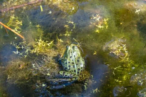 Frog in the water from above. Stock Photos