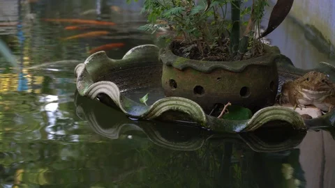  frog in the water and sat in a tree pot. Stock Footage 123803226