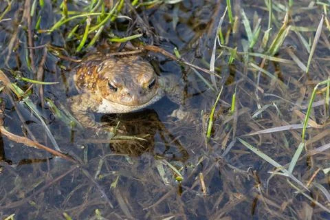 Frog in the water basking in the sun Stock Photos