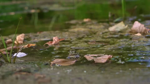 Frog in water closeup Stock Footage 285491682