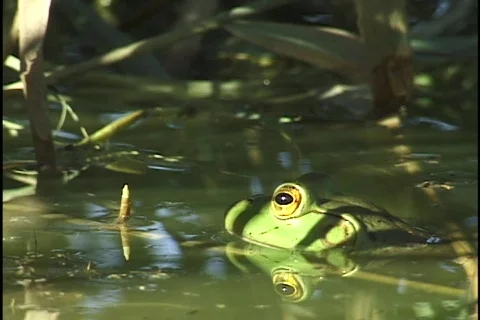 Frog in Water Stock Footage 297601