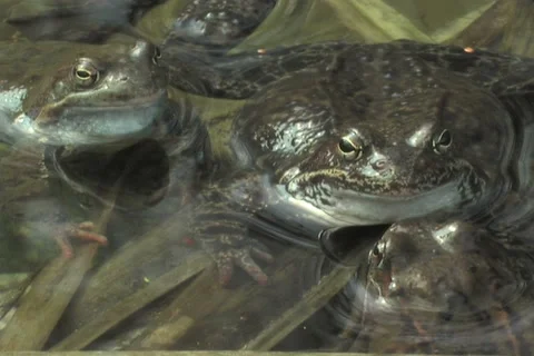 Frog, water Vídeo Stock 912246