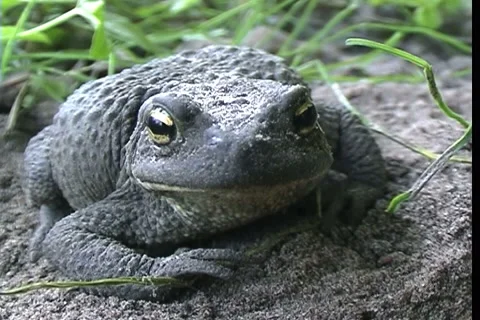 Frog, water Stock-Footage 912257