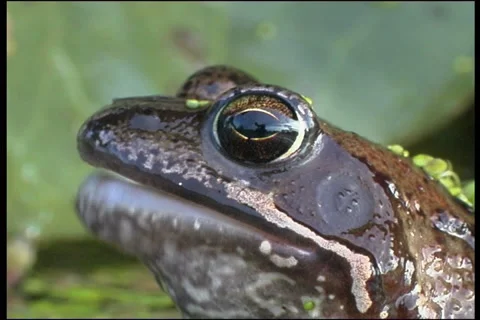 Frog, water 動画素材 913620