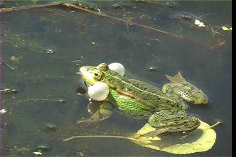 Frog, water Vídeo Stock 913660