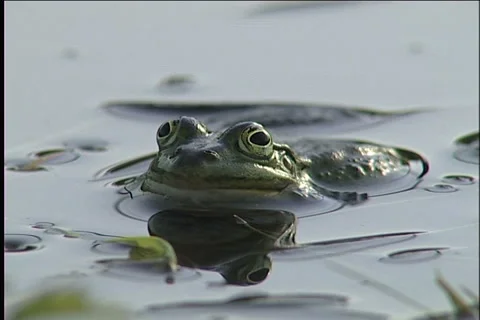 Frog, water Vídeo Stock 913692