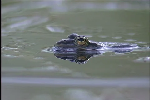 Frog, water 스톡 동영상 913703