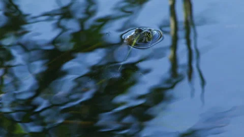 Frog in the water Stock Footage 90784319