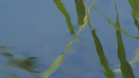 Frog in the water Stock Footage 91655802
