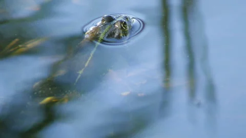 Frog in the water 库存影片 91655809
