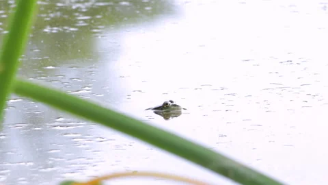 Frog in the water Stock Footage 91737317