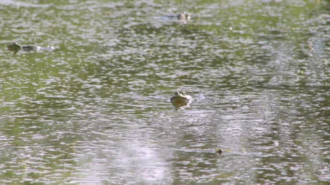 Frog in the water 動画素材 91737625