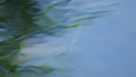 Frog in the water Video stock 91737764